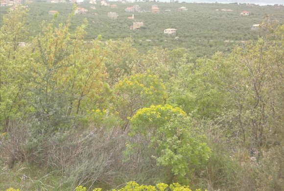 Land for sale in Messinia