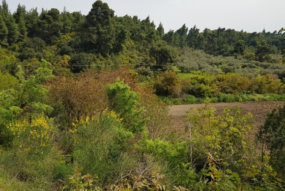 Land for sale in Chalkidiki