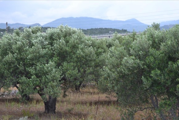 Land for sale in Lasithi Prefecture