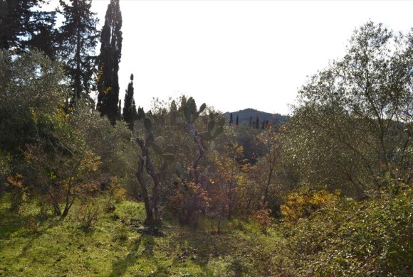 Land for sale in Corfu Prefecture