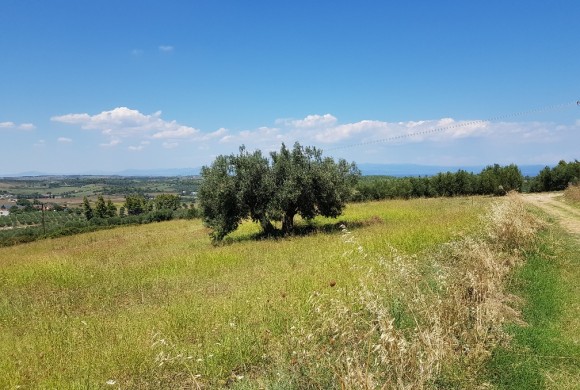 Land for sale in Chalkidiki