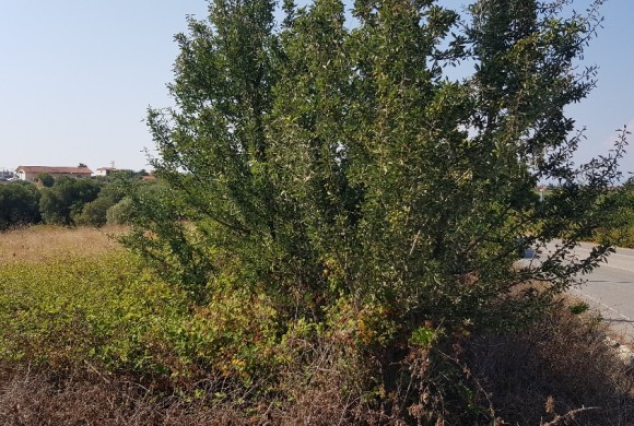 Land for sale in Chalkidiki