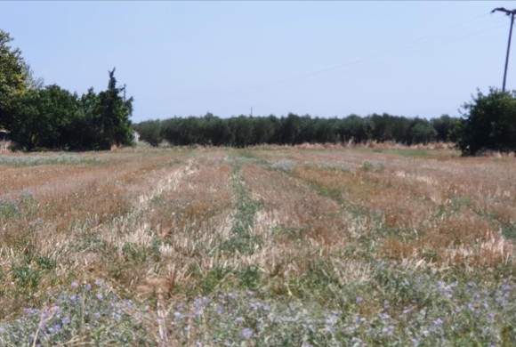 Land for sale in Chalkidiki