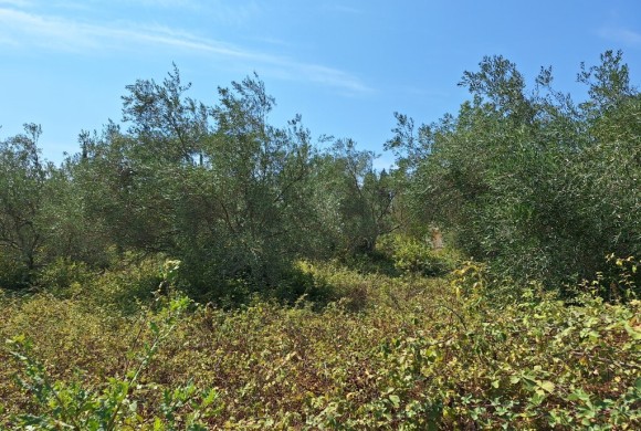 Land for sale in Corfu Prefecture