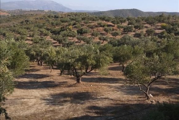 Land for sale in Evia