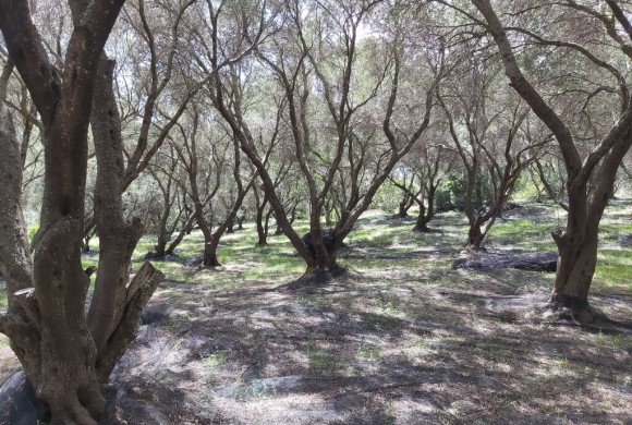 Land for sale in Corfu Prefecture