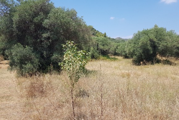 Land for sale in Chalkidiki