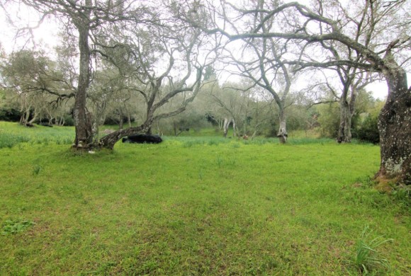 Land for sale in Corfu Prefecture