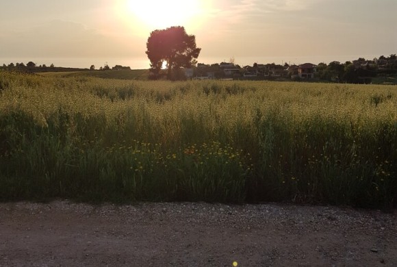 Land for sale in Chalkidiki