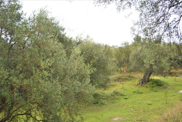Land for sale in Corfu Prefecture