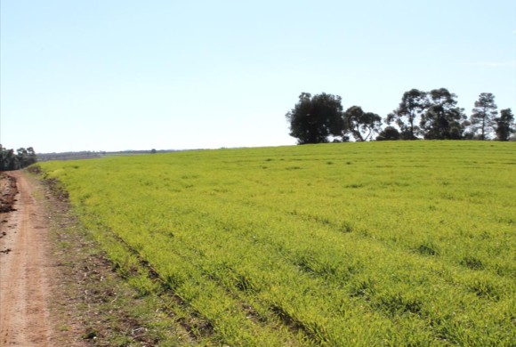 Land for sale in Chalkidiki
