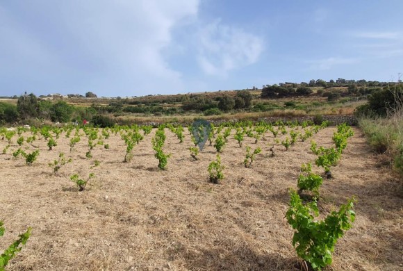 Land for sale in Mgarr