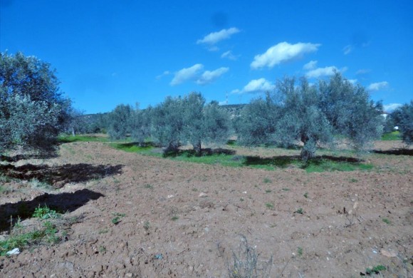 Land for sale in Evia