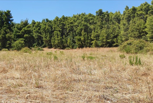 Land for sale in Chalkidiki