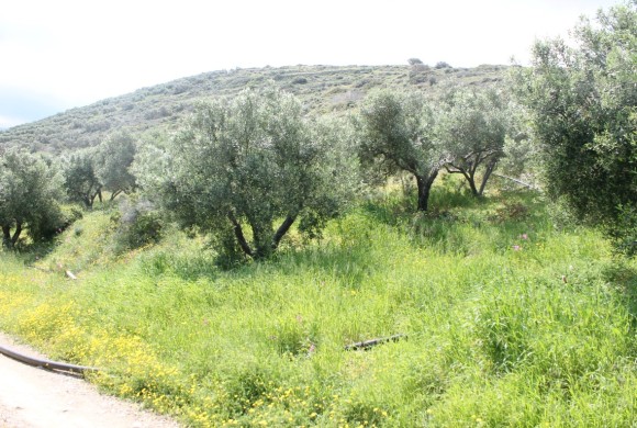 Land for sale in Lasithi Prefecture