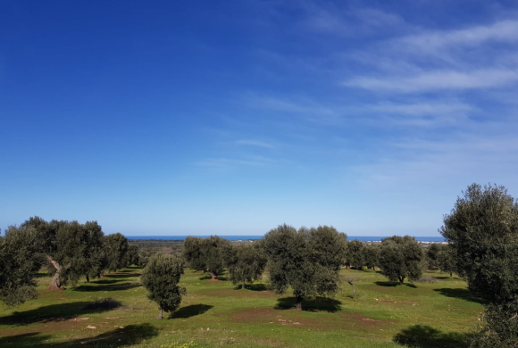 Plot for sale in Apulia
