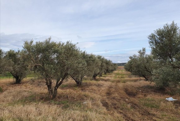 Land for sale in Chalkidiki