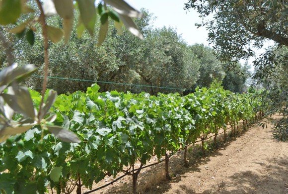 Land for sale in Evia