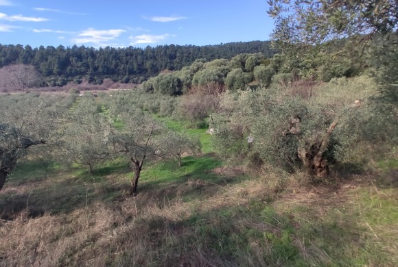 Land for sale in Chalkidiki