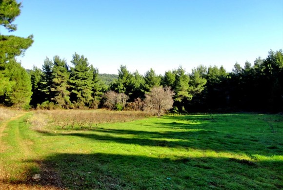 Land for sale in Evia