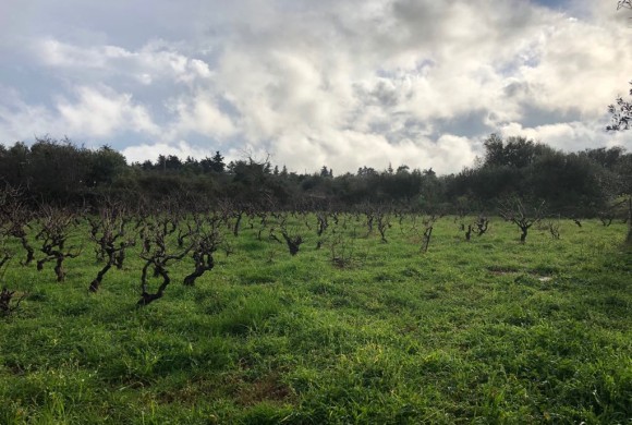 Land for sale in Chania Prefecture