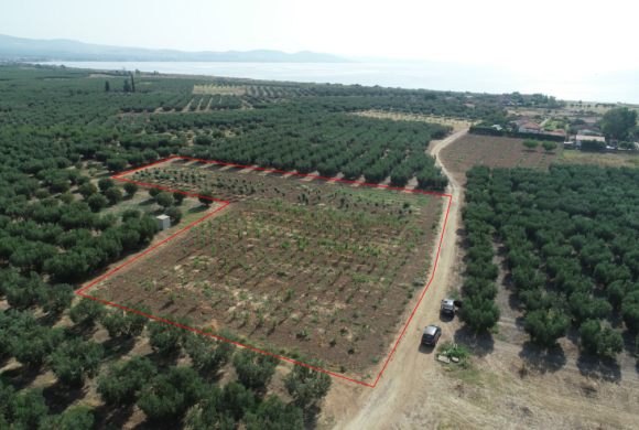 Land for sale in Chalkidiki