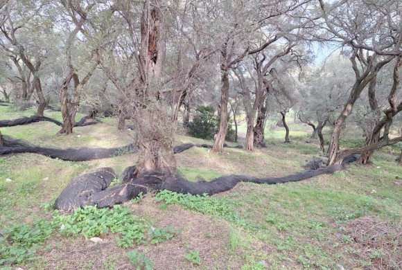Land for sale in Corfu Prefecture
