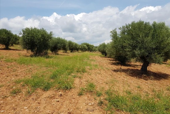 Land for sale in Chalkidiki