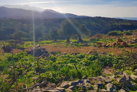 Land for sale in Lasithi Prefecture