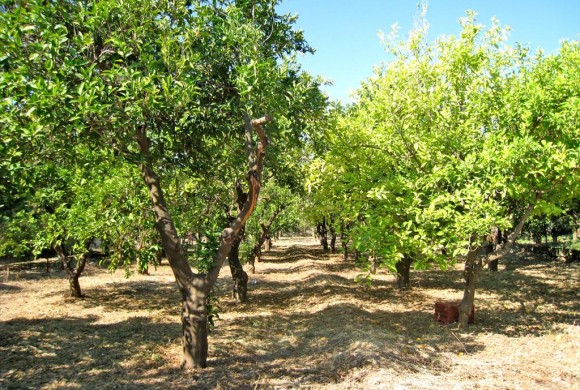 Land for sale in Corinthia