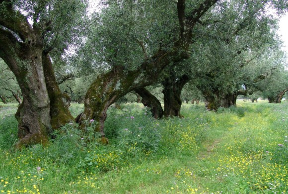 Land for sale in Zante