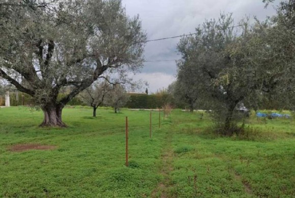 Land for sale in Peloponnese