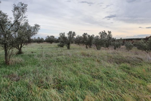 Land for sale in Chalkidiki