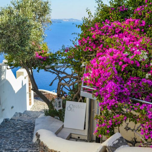 Santorini flowers Beautiful property urbanization in Santorini, Aegean Islands, Greece