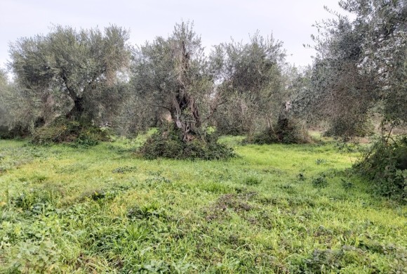 Land for sale in Corfu Prefecture