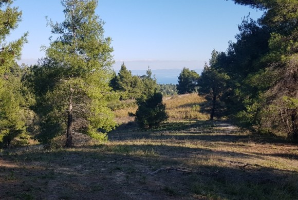 Land for sale in Chalkidiki
