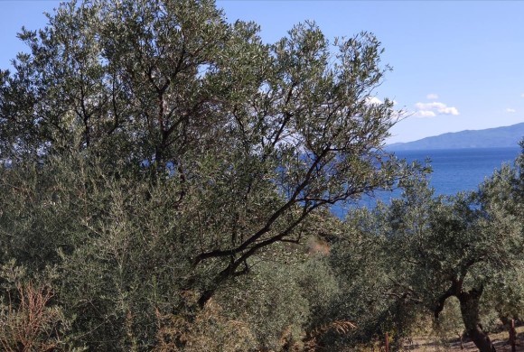 Land for sale in Chalkidiki