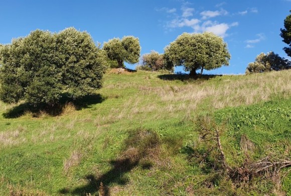 Land for sale in Chalkidiki