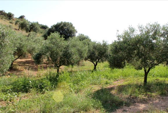 Land for sale in Sporades