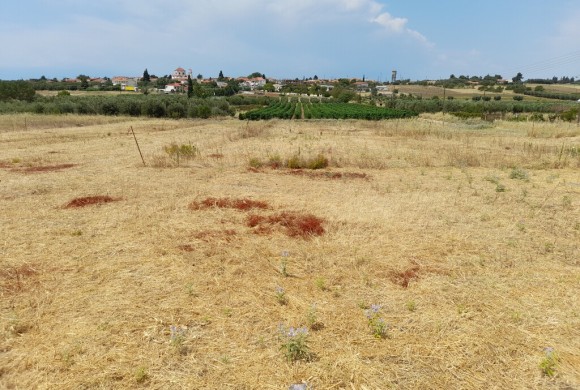 Land for sale in Chalkidiki