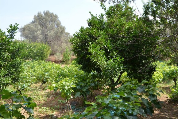 Land for sale in Evia