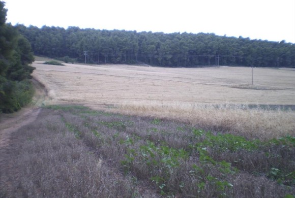 Land for sale in Chalkidiki
