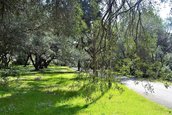 Land for sale in Corfu Prefecture