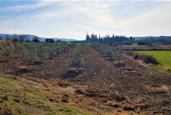 Land for sale in Chalkidiki