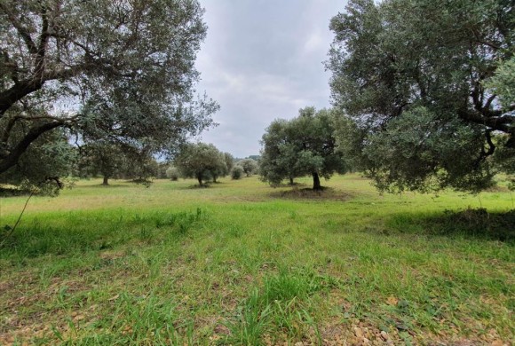 Land for sale in Chalkidiki