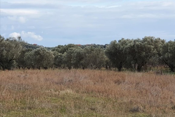 Land for sale in Chalkidiki