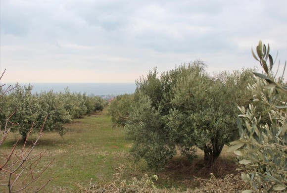 Land for sale in Pieria Prefecture
