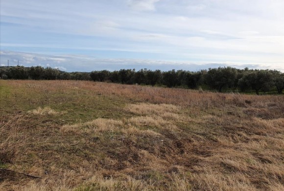 Land for sale in Chalkidiki