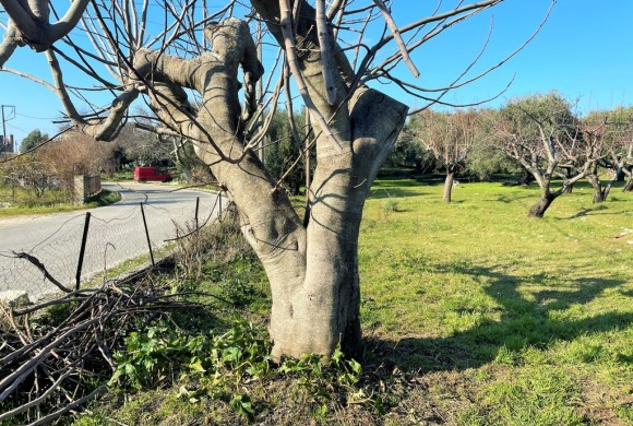 Land for sale in Corfu Prefecture