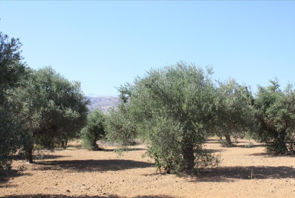 Land for sale in Chania Prefecture